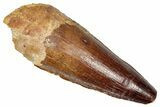 Fossil Spinosaurus Tooth - Real Dinosaur Tooth #350125-1